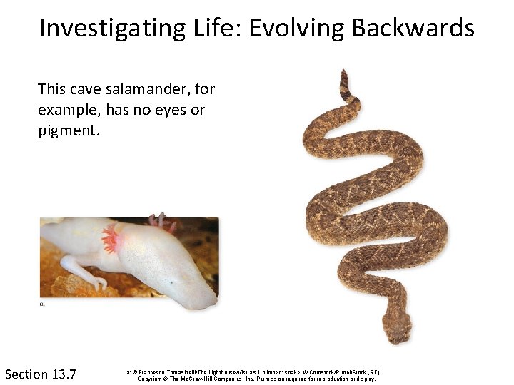 Investigating Life: Evolving Backwards This cave salamander, for example, has no eyes or pigment.