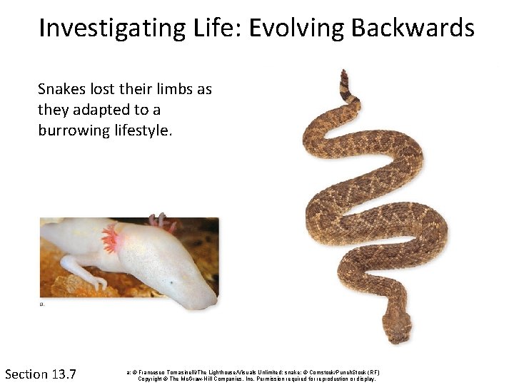 Investigating Life: Evolving Backwards Snakes lost their limbs as they adapted to a burrowing