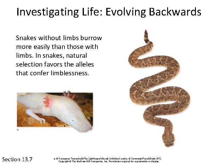 Investigating Life: Evolving Backwards Snakes without limbs burrow more easily than those with limbs.