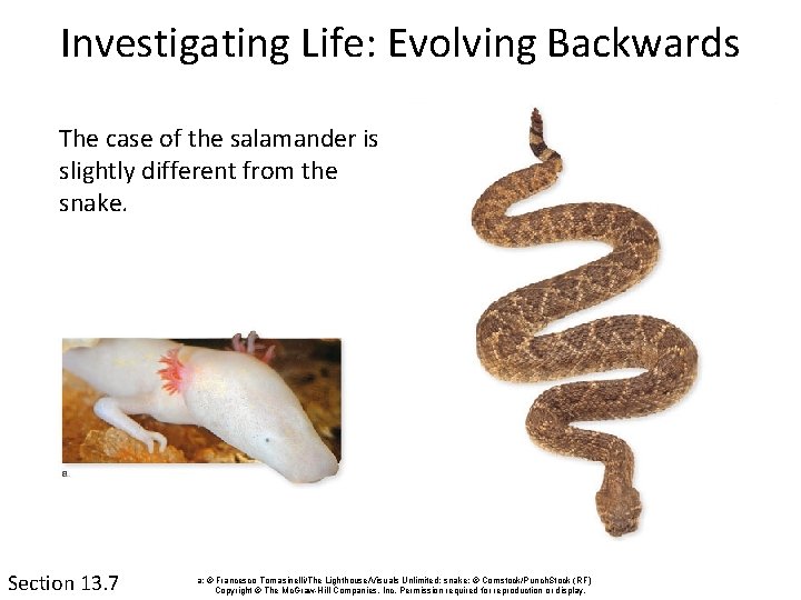 Investigating Life: Evolving Backwards The case of the salamander is slightly different from the