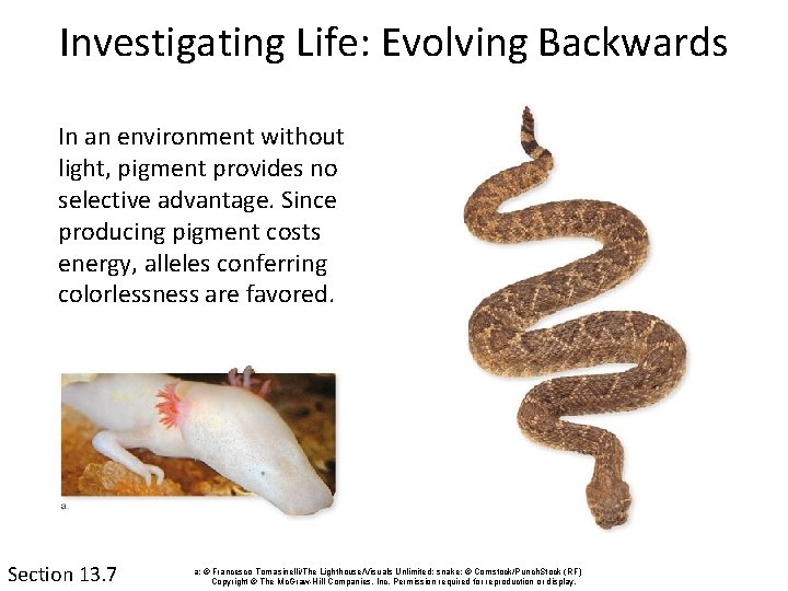 Investigating Life: Evolving Backwards In an environment without light, pigment provides no selective advantage.