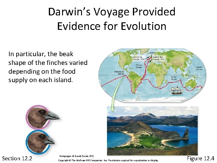 Darwin’s Voyage Provided Evidence for Evolution In particular, the beak shape of the finches