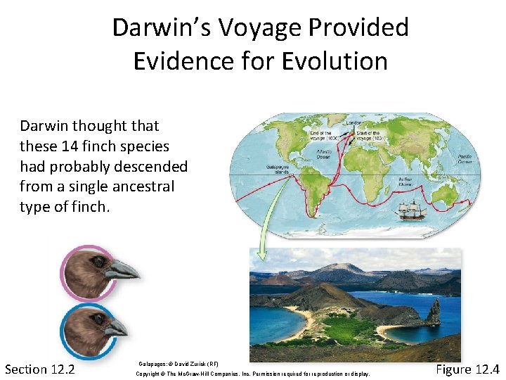 Darwin’s Voyage Provided Evidence for Evolution Darwin thought that these 14 finch species had