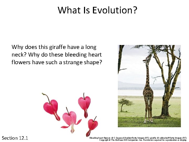 What Is Evolution? Why does this giraffe have a long neck? Why do these