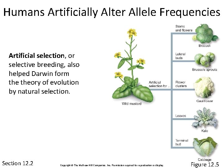 Humans Artificially Alter Allele Frequencies Artificial selection, or selective breeding, also helped Darwin form