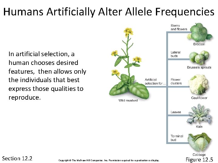 Humans Artificially Alter Allele Frequencies In artificial selection, a human chooses desired features, then