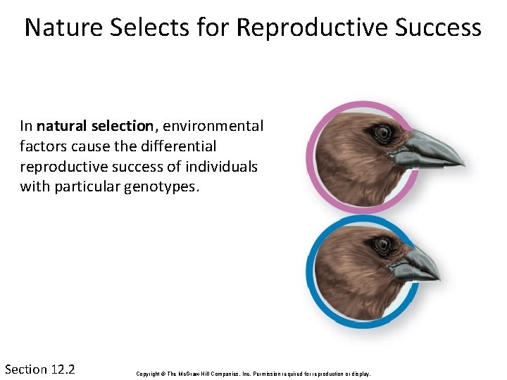 Nature Selects for Reproductive Success In natural selection, environmental factors cause the differential reproductive