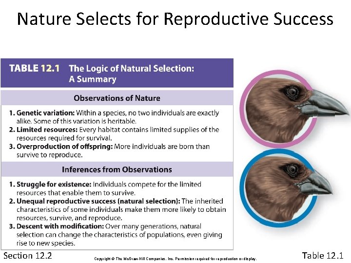 Nature Selects for Reproductive Success Section 12. 2 Copyright © The Mc. Graw-Hill Companies,