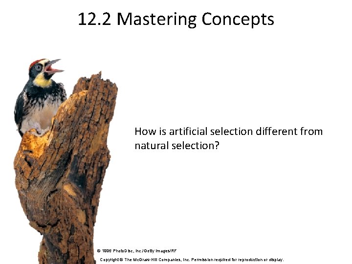 12. 2 Mastering Concepts How is artificial selection different from natural selection? © 1996
