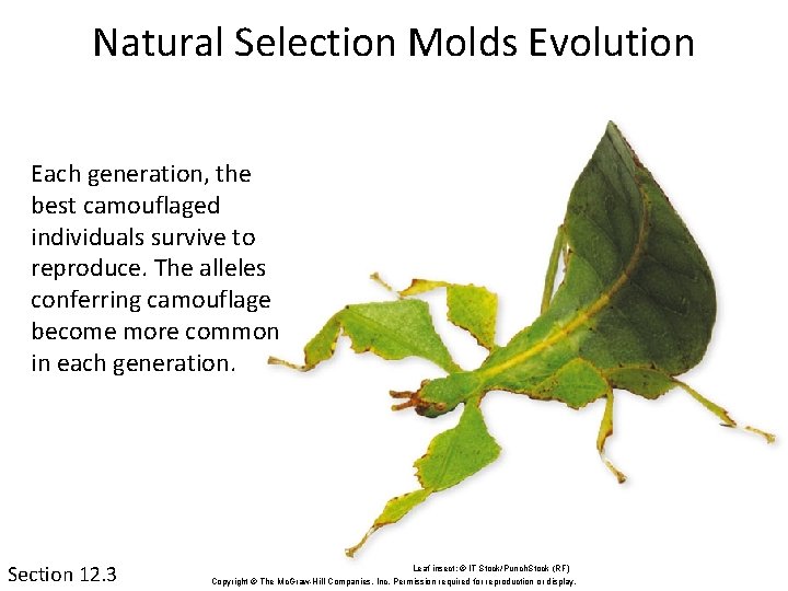 Natural Selection Molds Evolution Each generation, the best camouflaged individuals survive to reproduce. The
