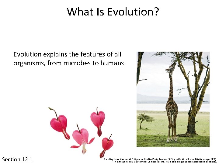 What Is Evolution? Evolution explains the features of all organisms, from microbes to humans.