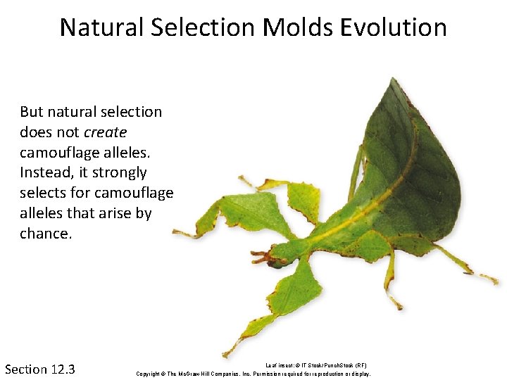 Natural Selection Molds Evolution But natural selection does not create camouflage alleles. Instead, it