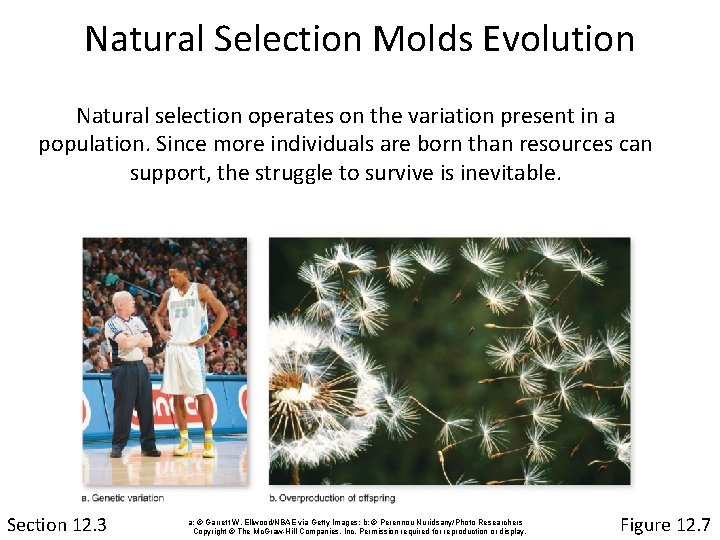 Natural Selection Molds Evolution Natural selection operates on the variation present in a population.