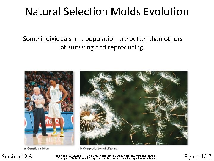 Natural Selection Molds Evolution Some individuals in a population are better than others at