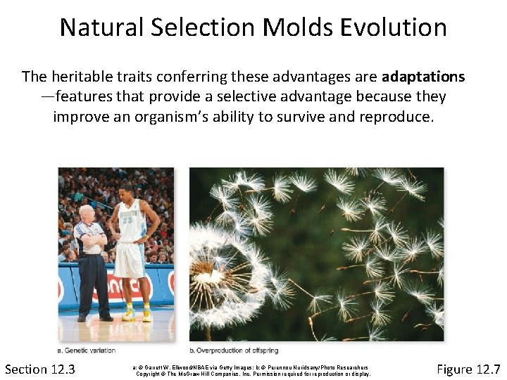 Natural Selection Molds Evolution The heritable traits conferring these advantages are adaptations —features that