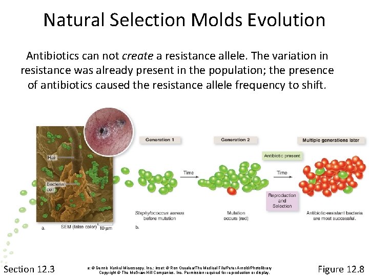 Natural Selection Molds Evolution Antibiotics can not create a resistance allele. The variation in