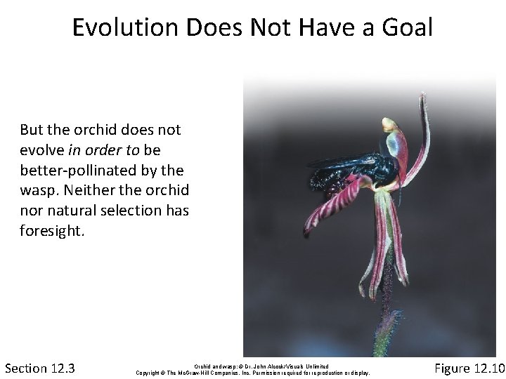 Evolution Does Not Have a Goal But the orchid does not evolve in order
