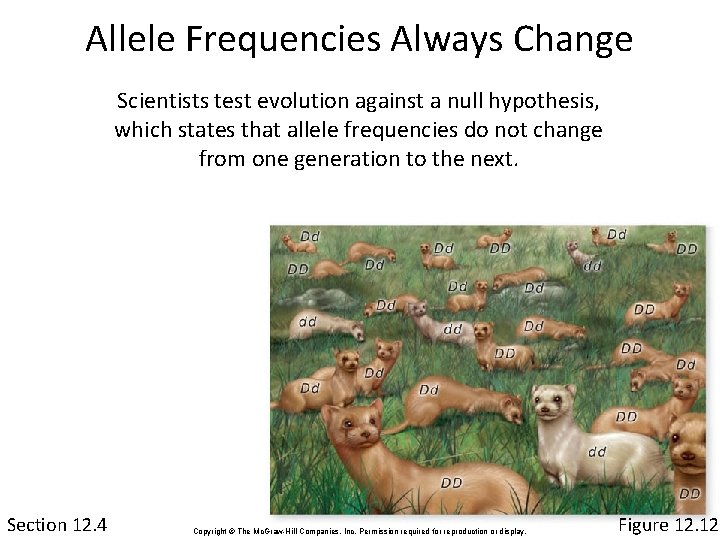 Allele Frequencies Always Change Scientists test evolution against a null hypothesis, which states that