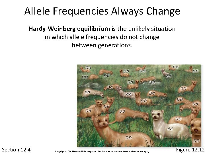 Allele Frequencies Always Change Hardy-Weinberg equilibrium is the unlikely situation in which allele frequencies