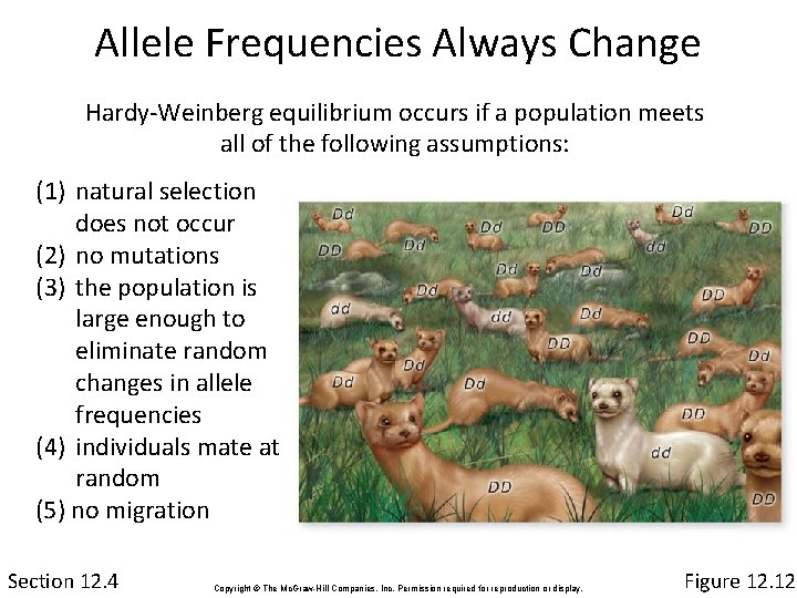Allele Frequencies Always Change Hardy-Weinberg equilibrium occurs if a population meets all of the