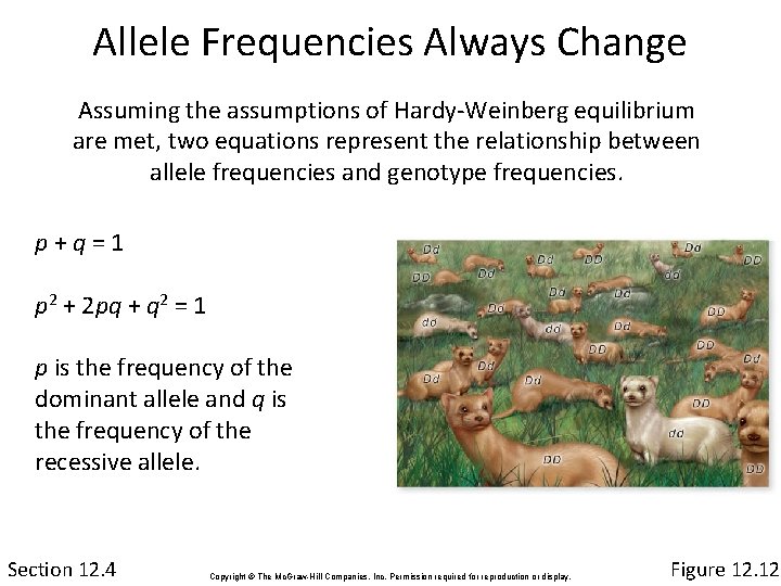 Allele Frequencies Always Change Assuming the assumptions of Hardy-Weinberg equilibrium are met, two equations