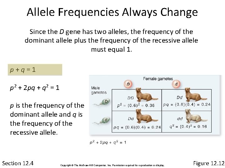 Allele Frequencies Always Change Since the D gene has two alleles, the frequency of