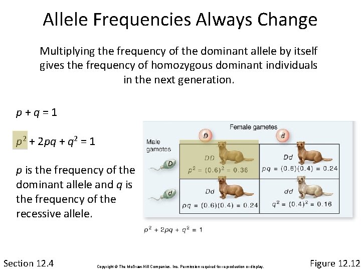 Allele Frequencies Always Change Multiplying the frequency of the dominant allele by itself gives