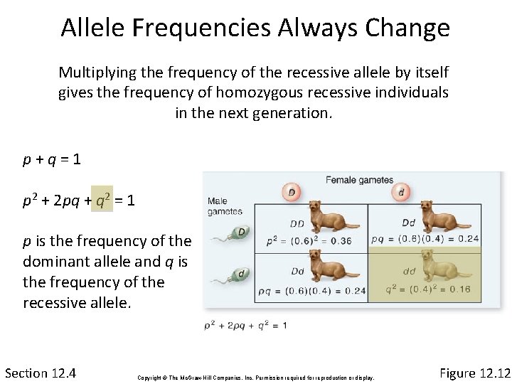 Allele Frequencies Always Change Multiplying the frequency of the recessive allele by itself gives