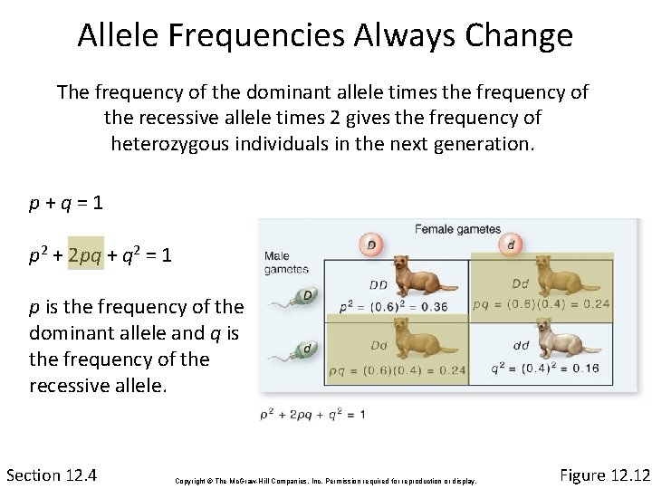 Allele Frequencies Always Change The frequency of the dominant allele times the frequency of