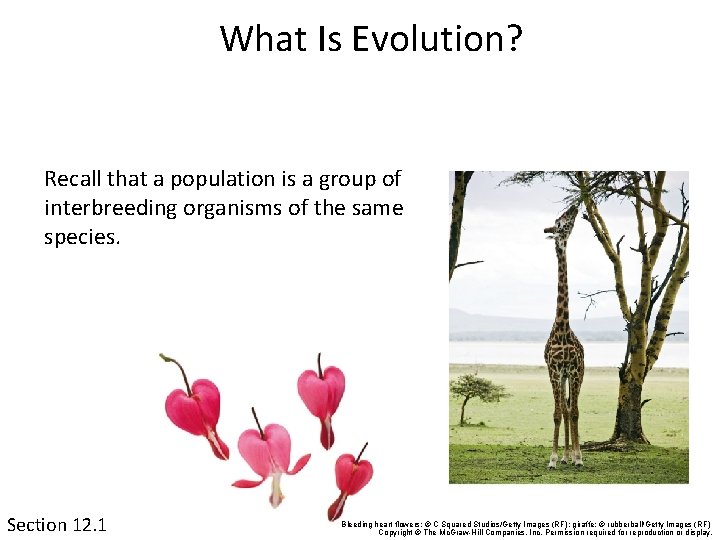 What Is Evolution? Recall that a population is a group of interbreeding organisms of