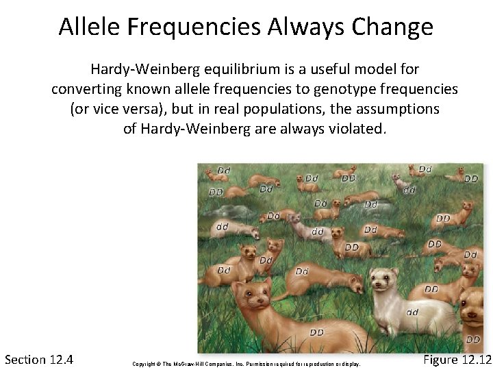 Allele Frequencies Always Change Hardy-Weinberg equilibrium is a useful model for converting known allele