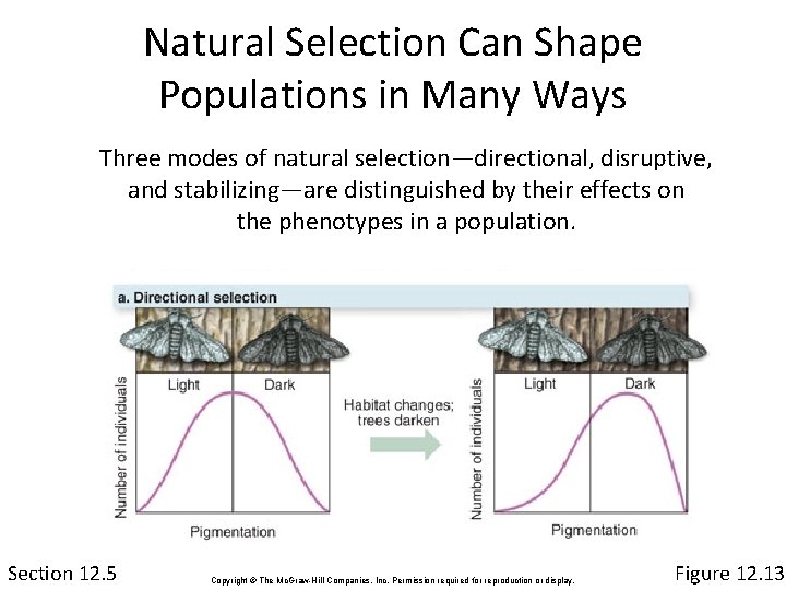 Natural Selection Can Shape Populations in Many Ways Three modes of natural selection—directional, disruptive,