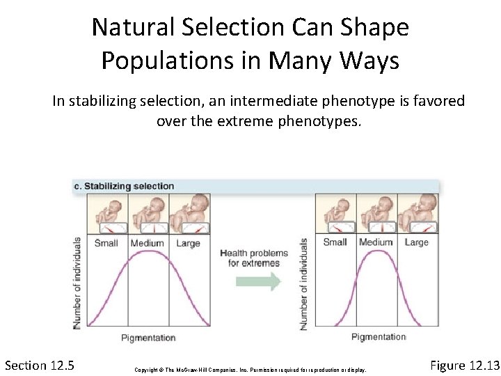 Natural Selection Can Shape Populations in Many Ways In stabilizing selection, an intermediate phenotype