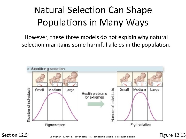 Natural Selection Can Shape Populations in Many Ways However, these three models do not