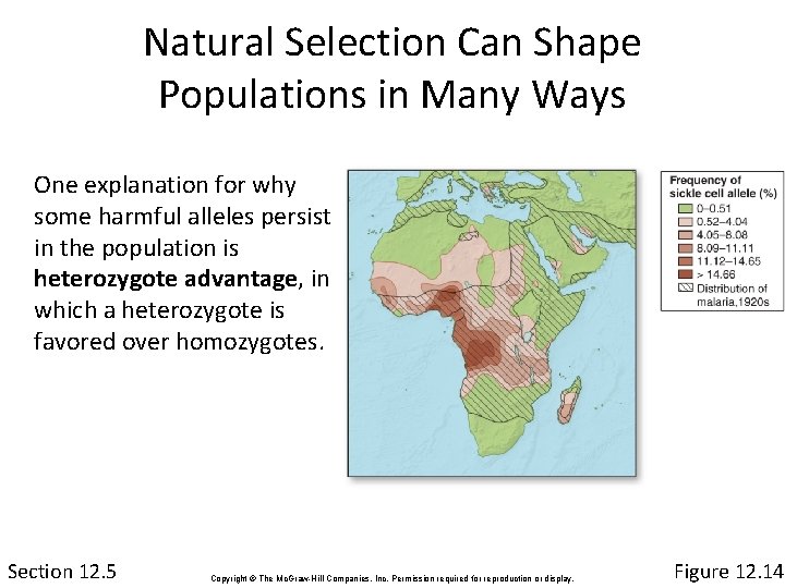 Natural Selection Can Shape Populations in Many Ways One explanation for why some harmful
