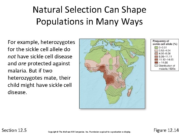 Natural Selection Can Shape Populations in Many Ways For example, heterozygotes for the sickle