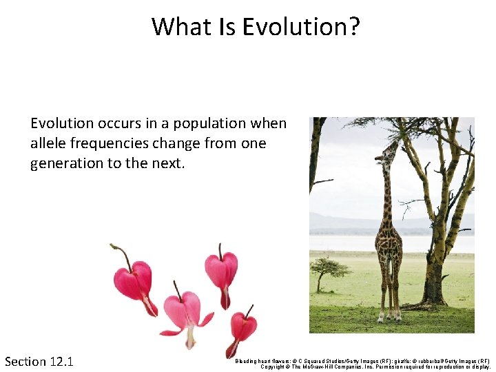 What Is Evolution? Evolution occurs in a population when allele frequencies change from one