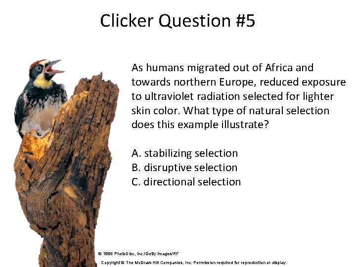 Clicker Question #5 As humans migrated out of Africa and towards northern Europe, reduced