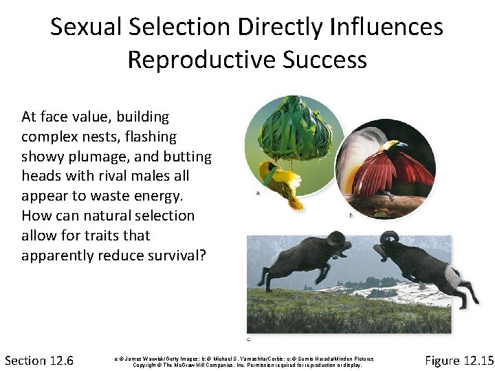 Sexual Selection Directly Influences Reproductive Success At face value, building complex nests, flashing showy