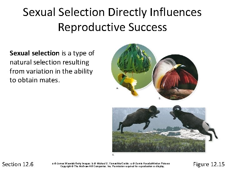 Sexual Selection Directly Influences Reproductive Success Sexual selection is a type of natural selection
