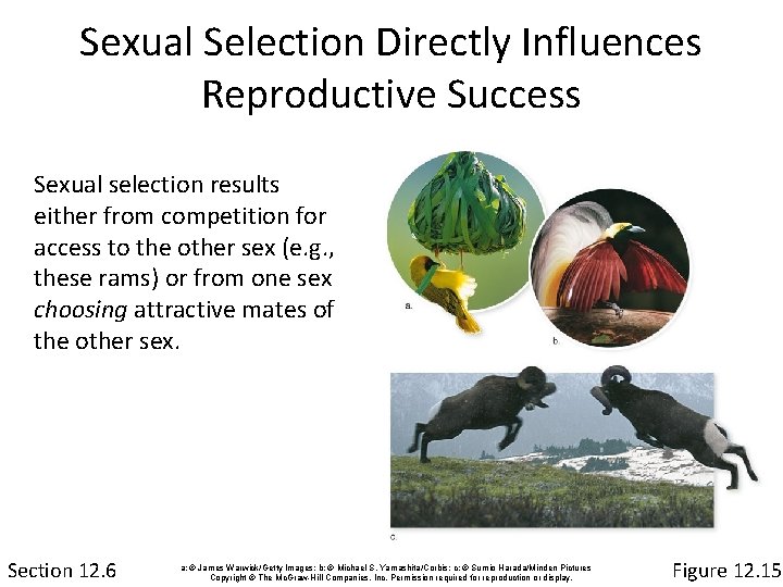 Sexual Selection Directly Influences Reproductive Success Sexual selection results either from competition for access