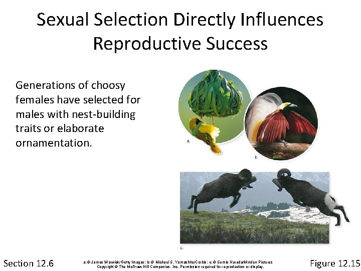 Sexual Selection Directly Influences Reproductive Success Generations of choosy females have selected for males