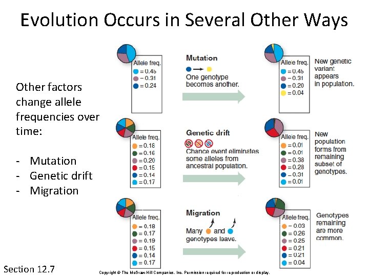 Evolution Occurs in Several Other Ways Other factors change allele frequencies over time: -