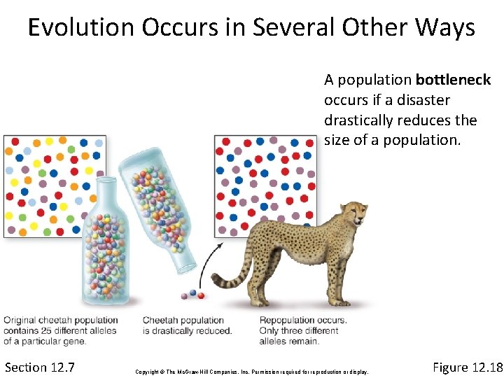 Evolution Occurs in Several Other Ways A population bottleneck occurs if a disaster drastically