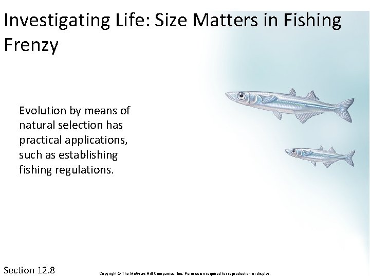 Investigating Life: Size Matters in Fishing Frenzy Evolution by means of natural selection has