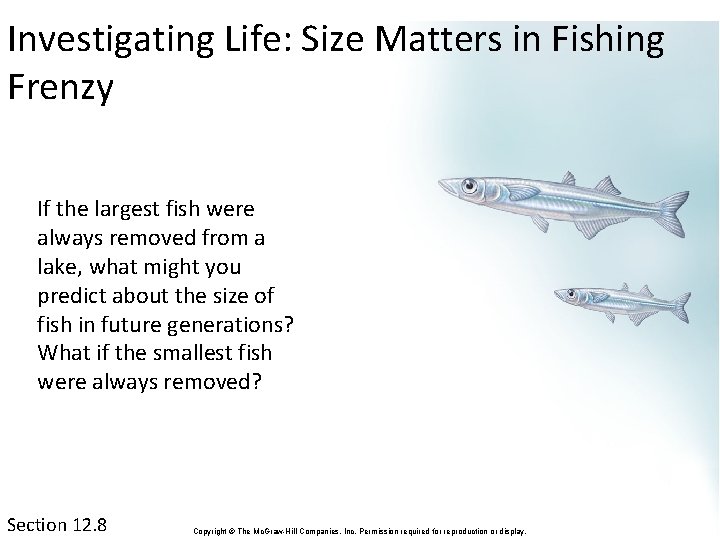 Investigating Life: Size Matters in Fishing Frenzy If the largest fish were always removed