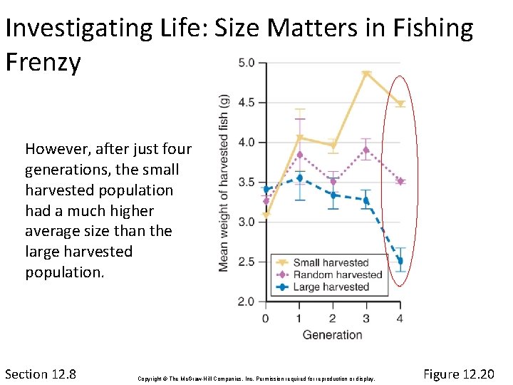 Investigating Life: Size Matters in Fishing Frenzy However, after just four generations, the small