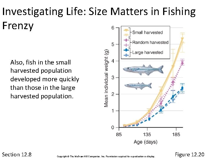 Investigating Life: Size Matters in Fishing Frenzy Also, fish in the small harvested population