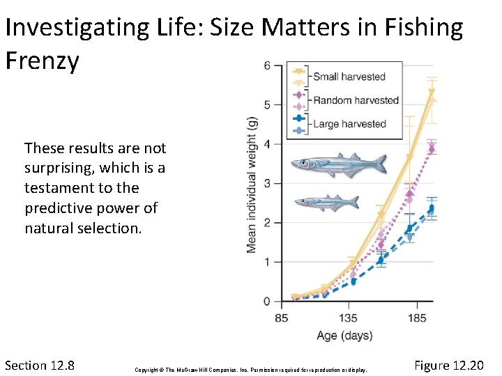 Investigating Life: Size Matters in Fishing Frenzy These results are not surprising, which is