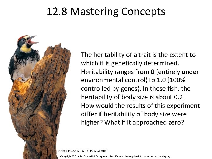 12. 8 Mastering Concepts The heritability of a trait is the extent to which